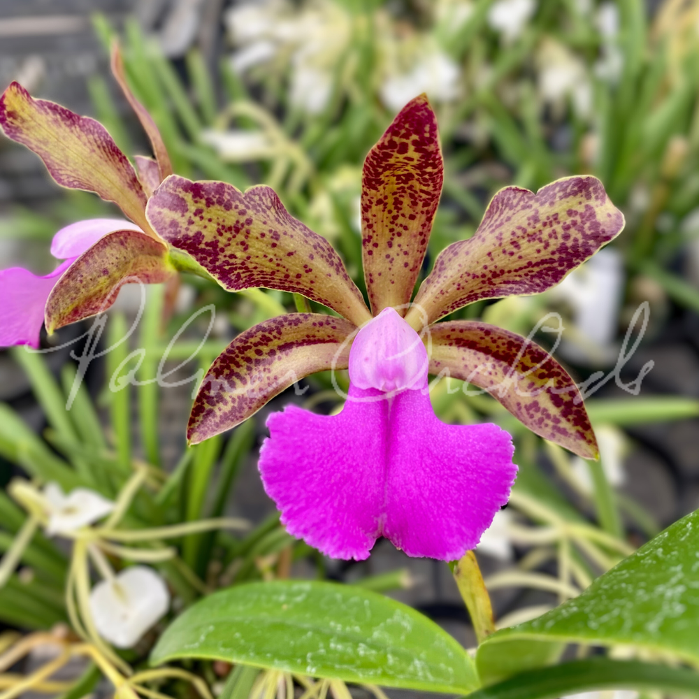 Cattleya Fascelis — Palmer Orchids